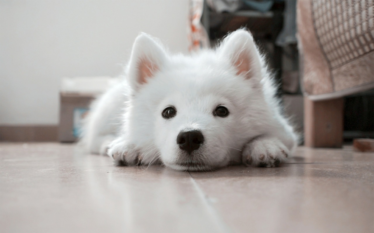 犬と家