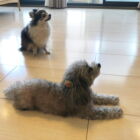 プレミアム ドッグライフコートプレミアム