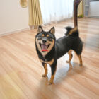 プレミアム ドッグライフコートプレミアム