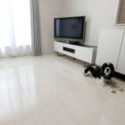 スタンダード ドッグライフコートスタンダード