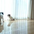 スタンダード ドッグライフコートスタンダード